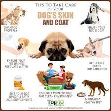 Pin By Kimberly Herrera On Parenting Pooches Dog Skin Dog Wellness Puppy Care