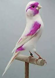 Bird With Colorful Beak 61 Beautiful And Interesting Birds In Nature Page 2 Of 61