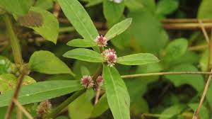 Image result for Alternanthera sessilis