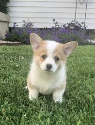 Buy your favorite corgi puppy today from us with a 14 thank you for stopping by to visit us here at champion corgi pups home we have been loving and breeding these magnificent creatures for over a decade. Charlotte Pembroke Welsh Corgi Puppy 605348 Puppyspot