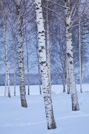The elegance of snow and the native north american tree, the birch, are the perfect pairing in snowy birch trees from the á la. Pin By Casey Olgaard On Birch And Aspen Winter Landscape Birches Painting Winter Trees