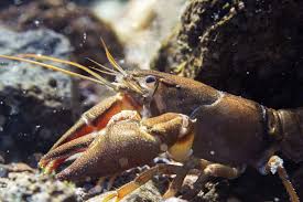 Image result for Craterostigma newtonii