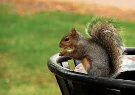 Suicidal squirrels shock romanian authoririesby anastasia tomazhenkova: Squirrel Takes Down Cycling Chicago Politician In Suicidal Revenge Attack Road Cc