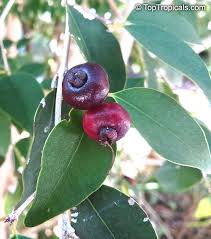 Image result for Eugenia aschersoniana