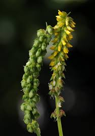 Image result for Melilotus indicus