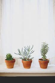 Low light to indirect bright sunlight is the ideal location for these plant indoors. Choosing The Best Indoor Plants For Your Interior