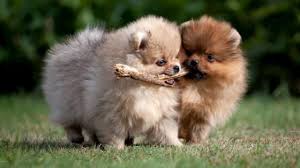 Ver más ideas sobre perros bonitos, perros, mascotas bonitas. 20 Razas De Perros Mini Toy Con Fotos