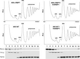 Find chuan cheng's contact information, age, background check, white pages, relatives, social networks, resume, professional records & pictures. The Yeast Rna Binding Protein Rbp1p Modifies The Stability Of Mitochondrial Porin Mrna Journal Of Biological Chemistry