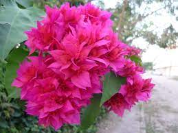 Garden Rant Bloom Day Bloom Beautiful Blooms Planting Flowers