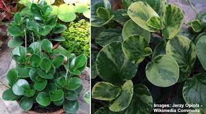 To care for a peperomia polybotrya, water it thoroughly once a week during spring and summer but do not allow the soil to be. Types Of Peperomia Radiator Plants With Pictures