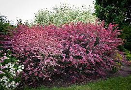 Rose Glow Barberry Colorful Shrubs Winter Garden Barberry Bush