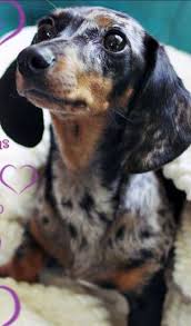 Female Black And Brown Dachshund Diy 10 Polaroid Holiday Decor Ideas A Beautiful Mess Dapple Dachshund Dachshund Dog Dachshund Breed