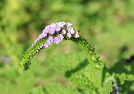 Image result for Heliotropium ciliatum