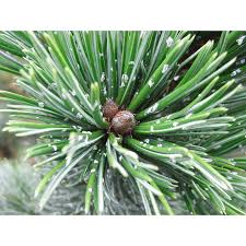 Family pinaceae), the bosnian pine or heldreich's pine, is a species of pine native to mountainous areas of the balkans and southern italy. The Jonsteen Company Medium Tree Seedling Bosnian Pine Patio Lawn Garden Plants Seeds Bulbs Vit Edu Au