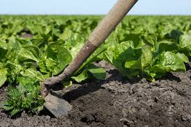 A spray of glyphosate one week before planting will also stop weeds in a vegetable garden. 11 Ways To Control Weeds Without Chemicals Networx