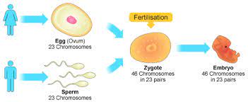 Asexual in more general sense, reproduction in animals can be sorted into asexual and sexual reproductions. Sexual Reproduction Definition Stages Process Examples And Videos