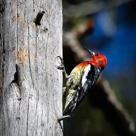 Woodpeckers' remarkable adaptations for drumming and pecking
