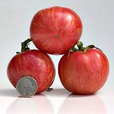 Sweet Carneros Pink Tomato Tomato Seeds Tomato Seeds