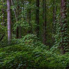 Fundamentals of Forest Resource Management Planning | Land-Grant Press