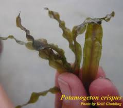 Image result for Potamogeton crispus