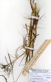 Image result for Isachne kiyalaensis