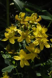 Image result for Hypericum roeperianum