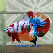 Pin On Koi Betta Varian