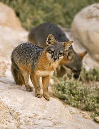 On land, hiking and biking are prevalent, although a hummer tour can be an interesting way to learn about the area while soaking up the scenery, including. Friends Of The Island Fox Island Fox Removed From Endangered Status