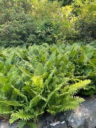 Image result for Indigofera subargentea