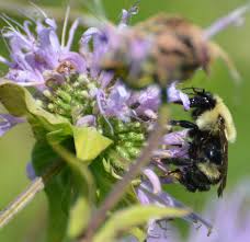 Image result for Bombus consobrinus
