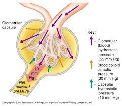 Glomerular Filtration Google Search Human Anatomy And Physiology Physiology Medical Student Study