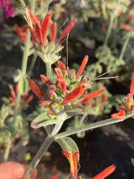 Image result for Dicliptera sericea