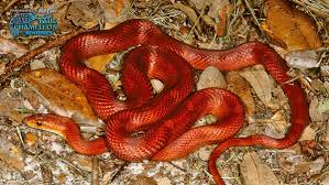 Corn Snake Care Sheet