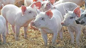 It was situated at volga's left tributary ütäk river's upper stream. à¤¸ à¤…à¤° à¤ª à¤²à¤¨ Khetibiz Benefits In Pig Farming Sukar