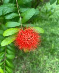 Image result for Combretum erythrophyllum