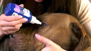 However, today we noticed a brownish, black spot on his sclera at. How To Safely Clean Your Dog S Eyes Pet Care Tips From Vetericyn