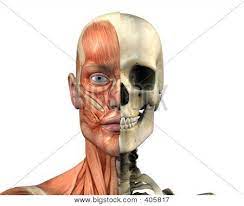 Human Anatomy Muscles And Skull Body Anatomy Human Anatomy Anatomy