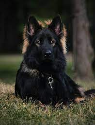 German Shepherd Dog Sings With His Owner In 2020 Black Sable German Shepherd Black German Shepherd Sable German Shepherd