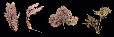 Image result for Microcoelia corallina