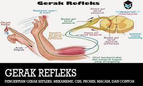 Lengkung refleks sederhana, melibatkan sejumlah struktur reseptor yaitu organ indera yang khusus bagian akhir kulit atau fusus neuromuskularis yang perangsangannya. Pengertian Gerak Refleks Mekanisme Proses Macam Dan Contoh