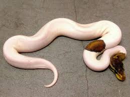 The amelanistic gene is passed on in simple recessive fashion, meaning that both parents must have at least one copy of the gene to produce amelanistic. Black Pastel Pied Morph List World Of Ball Pythons