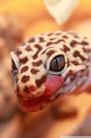 See more ideas about leopard gecko, gecko, leopard. Mobile Hvga Leopard Gecko Wallpaper Iphone 1667151 Hd Wallpaper Backgrounds Download