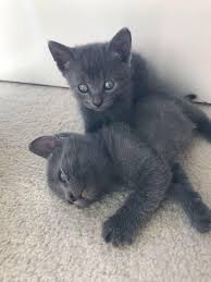 Russian Blue Kittens For Sale In Hastings East Sussex Russian Blue Kitten Russian Blue Blue Cats