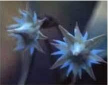 Image result for Mimusops afra