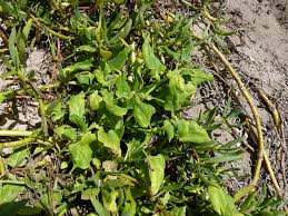 Image result for Tetragonia spicata