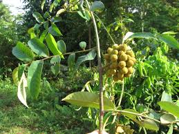 Image result for Uvaria angolensis