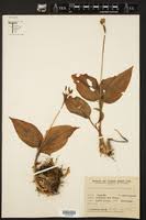 Image result for Malaxis weberbaueriana