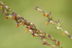 Image result for Loudetia kagerensis