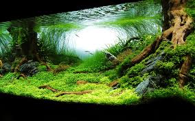Aquarium Background Hd That Will Go With Blue Gravel On The Dark Side Aquarium Landscape Aquarium Backgrounds Aquascape Aquarium