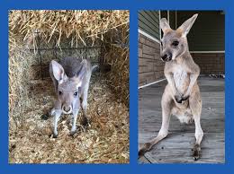 The watering hole safari & water park (formerly monsoon lagoon) is a locally, family owned waterpark, family entertainment center, and. Baby Kangaroos Safely Captured After Escaping From Ottawa County Safari Park The Blade